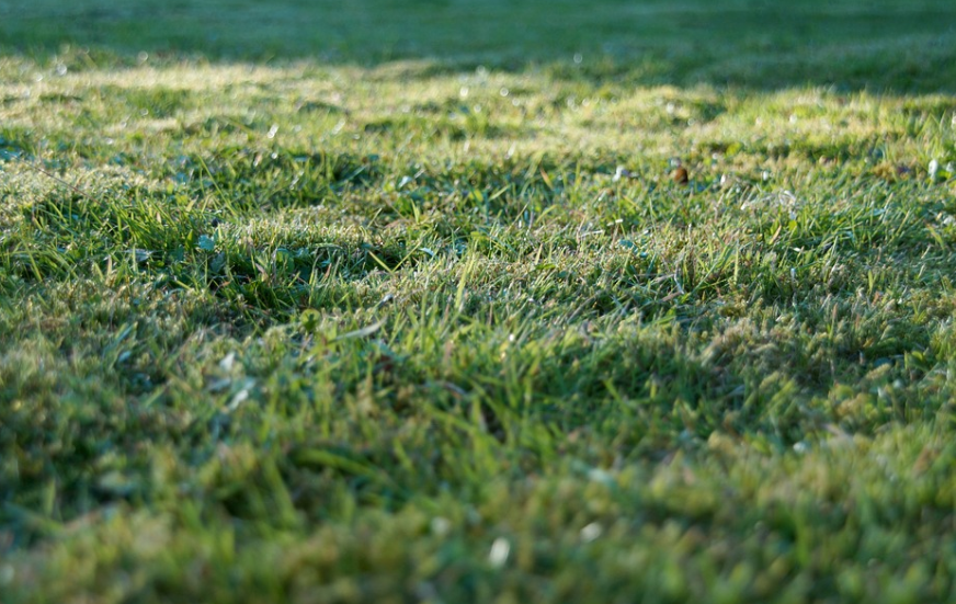 untidy garden