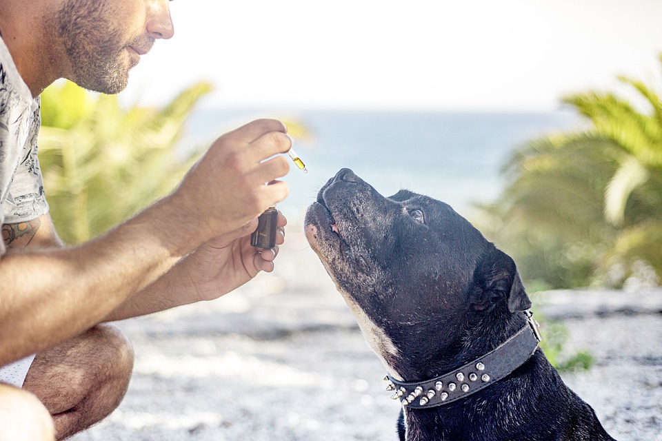 cbd oil for dogs